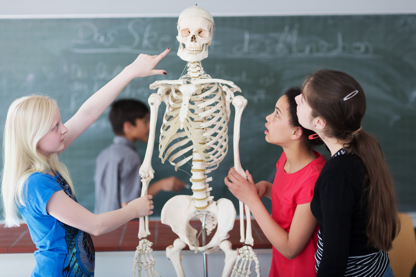 Schüler untersuchen Skelett